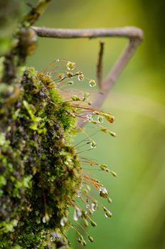 moss is flora and growth on the tree in deep forest . it has water o spore