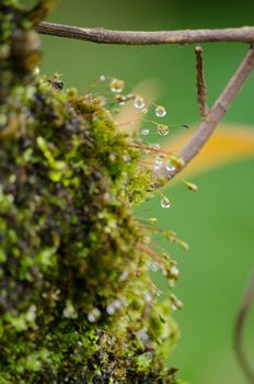 moss is flora and growth on the tree in deep forest . it has water o spore