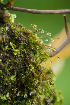 moss is flora and growth on the tree in deep forest . it has water o spore