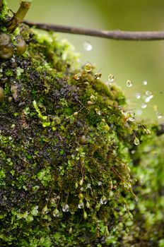 moss is flora and growth on the tree in deep forest . it has water o spore