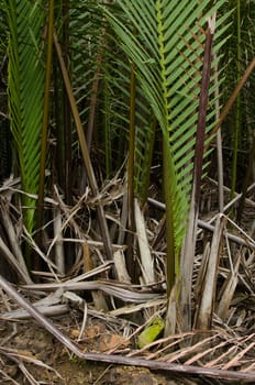 wurmb is growth near river and it is palm . it has fruit for desert