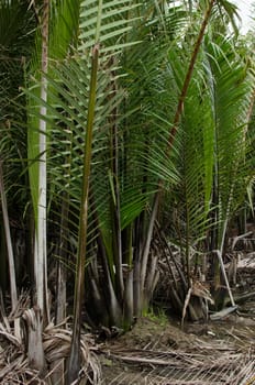 wurmb is growth near river and it is palm . it has fruit for desert