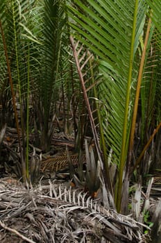 wurmb is growth near river and it is palm . it has fruit for desert