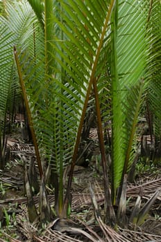 wurmb is growth near river and it is palm . it has fruit for desert