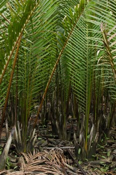 wurmb is growth near river and it is palm . it has fruit for desert