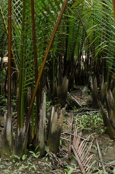 wurmb is growth near river and it is palm . it has fruit for desert