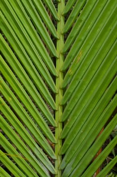 wurmb is growth near river and it is palm . it has fruit for desert