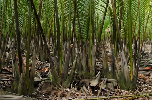 wurmb is growth near river and it is palm . it has fruit for desert