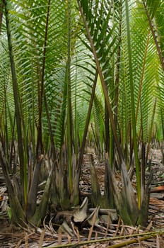 wurmb is growth near river and it is palm . it has fruit for desert