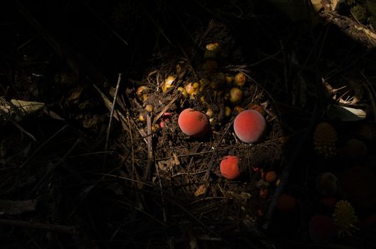 Balanophoraceae are a subtropical to tropical family of obligate parasitic flowering plants and are normally found in moist inland forests growing on tree roots