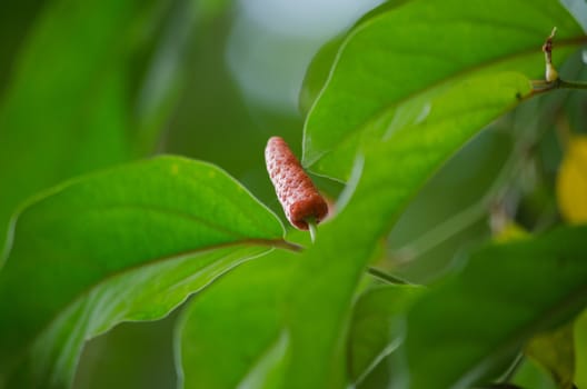 it is fruit, which is usually dried and used as a spice and seasoning.