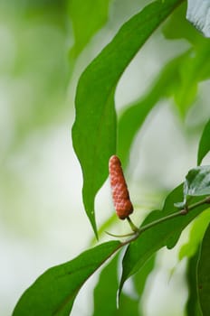 it is fruit, which is usually dried and used as a spice and seasoning.