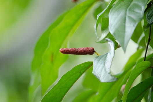 it is fruit, which is usually dried and used as a spice and seasoning.