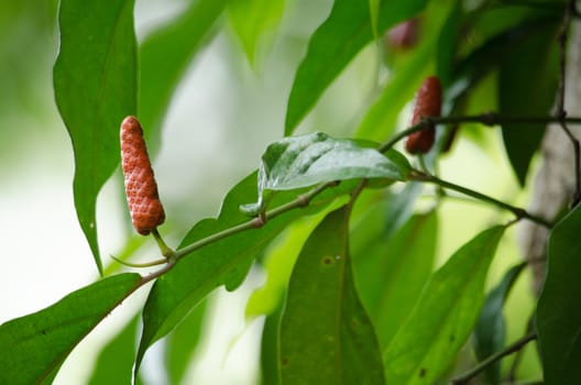 it is fruit, which is usually dried and used as a spice and seasoning.