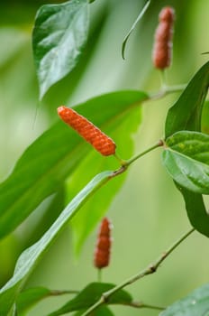 it is fruit, which is usually dried and used as a spice and seasoning.