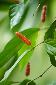 it is fruit, which is usually dried and used as a spice and seasoning.