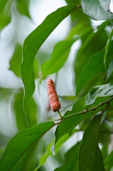 it is fruit, which is usually dried and used as a spice and seasoning.