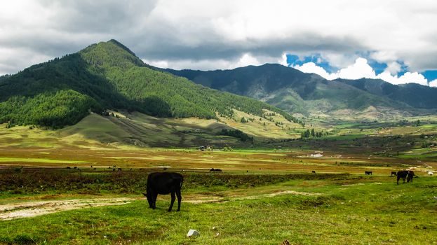 Landscape of mountain Phobjikha valley, Himalayas, Bhutan