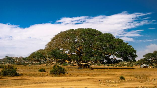 The Heroic Ficus Daaro Sycamore at Segheneyti, symbol of Eritrea