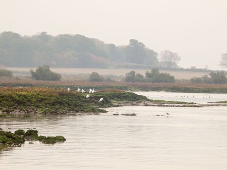 seven small egrets on coastal rock formation ocean side perched; essex; england; uk