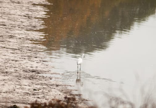 small white egret from behind in shallow water mud bank; essex; england; uk