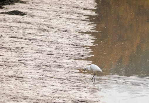 small white egret from side in shallow water mud bank; essex; england; uk