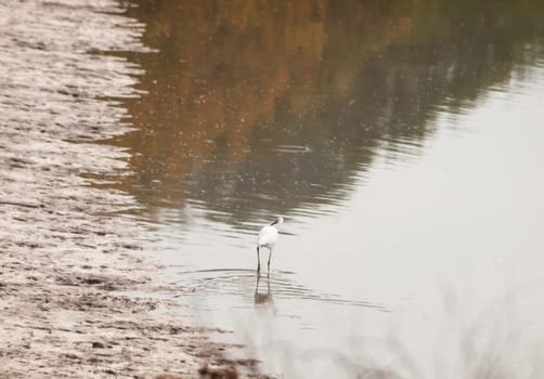 small white egret from behind in shallow water mud bank; essex; england; uk