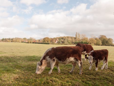 brown and white cow grazing on green pasture field farm dairy; essex; england; uk