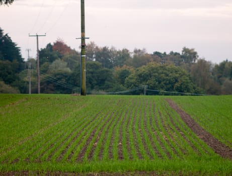 rows of green planted farm field landscape; essex; england; uk