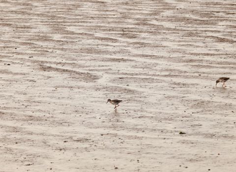 two sandpipers on mud bank feeding coast; essex; england; uk
