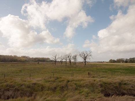 beautiful bare tree standing structures branches reaching out in country side field; essex; england; uk