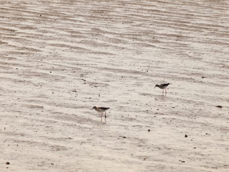 two sandpipers on mud bank feeding coast; essex; england; uk