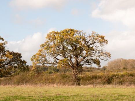 tree in countryside leaves turning yellow in autumn; essex; england; uk