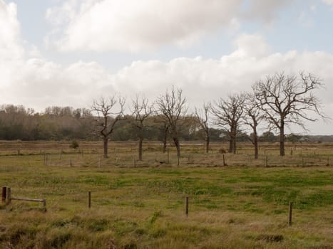 beautiful bare tree standing structures branches reaching out in country side field; essex; england; uk