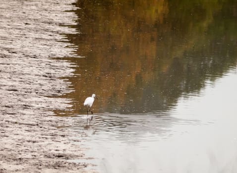 small white egret from behind in shallow water mud bank; essex; england; uk