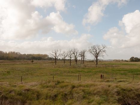 beautiful bare tree standing structures branches reaching out in country side field; essex; england; uk