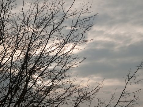 bare branches in autumn overcast sky background; essex; england; uk