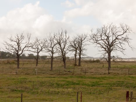 beautiful bare tree standing structures branches reaching out in country side field; essex; england; uk