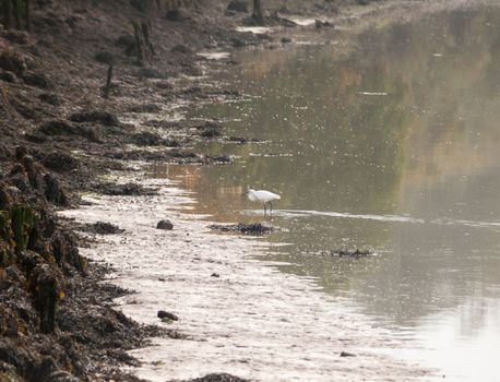 small white egret from side in shallow water mud bank; essex; england; uk