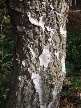 cracked bark tree brown and white texture in light; essex; england; uk