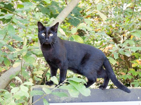 black cat facing camera green eyes cute adorable close up; essex; england; uk