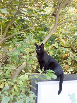 beautiful black cat sat on sign outside with tail hanging; essex; england; uk