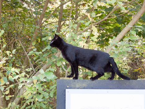 beautiful black cat pet stood on sign outside sideways; essex; england; uk