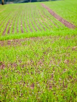 farm field green planted texture background landscape; essex; england; uk