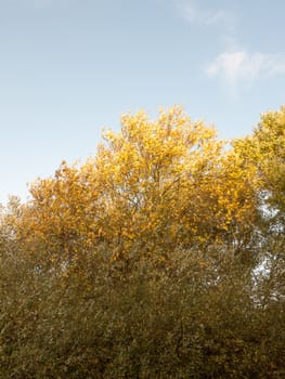 beautiful big tree in front with gold leaves in autumn; essex; england; uk