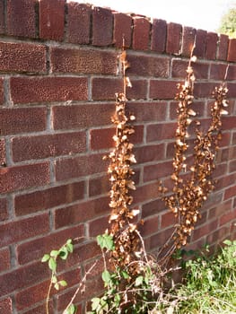 dead brown leaves on red brick wall; essex; england; uk