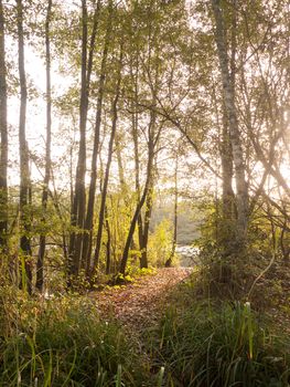 sun shining through autumn trees near lake; essex; england; uk