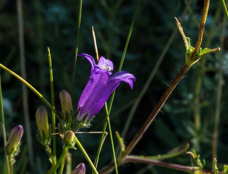 Macro close up of summer wildflowers in a meadow