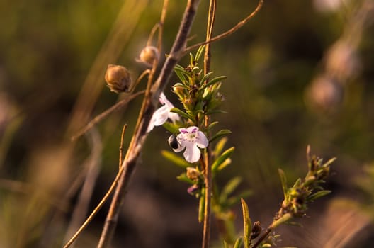 Macro close up of summer wildflowers in a meadow