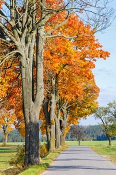 Autumn landscape with fall colored trees and blue sky in sunny day. Countryside road.